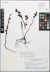 Foto von Salix myrsinifolia Salisb.
